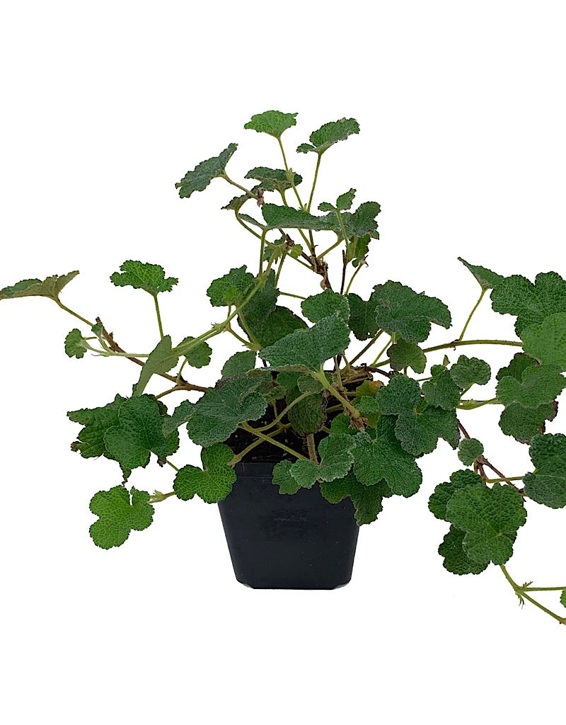 Rubus pentalobus  4 Inch