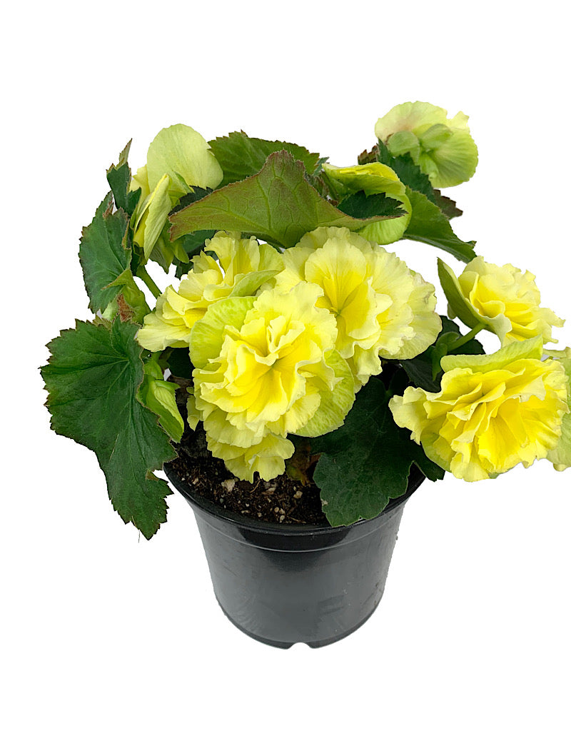 Solar Begonia