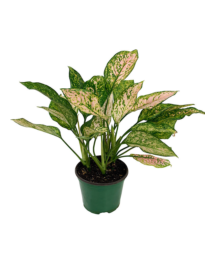 Aglaonema commutatum  €˜Lady Valentine   6 Inch