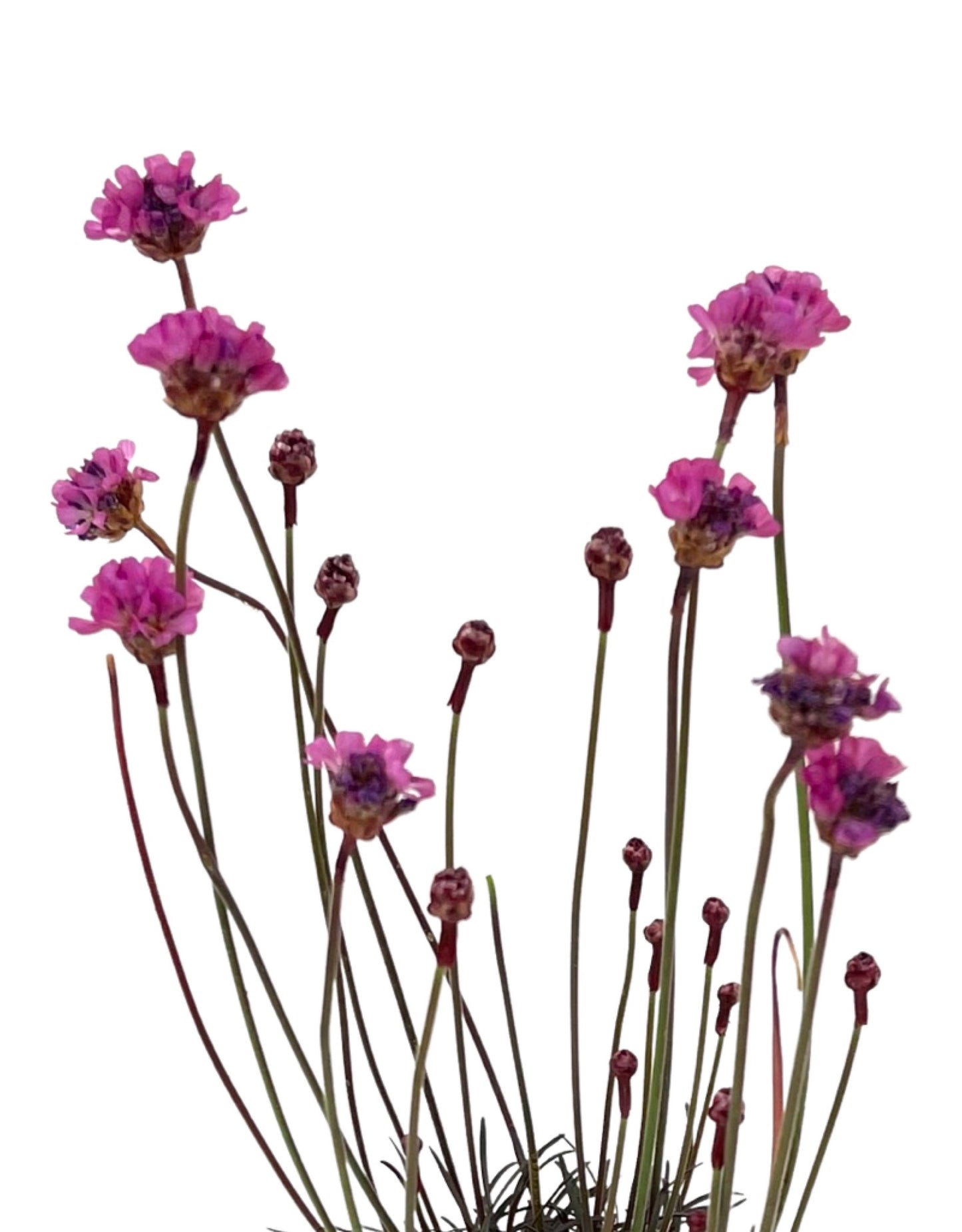 Armeria maritima 'Rubrifolia' 4 Inch