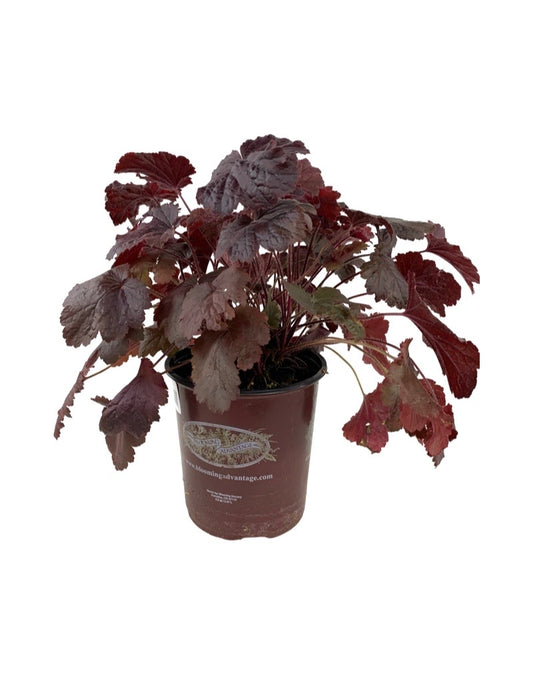 Heuchera  €˜Northern Exposure Black  1 Gallon