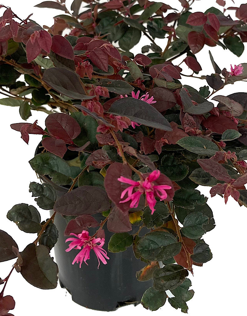 Loropetalum 'Sizzling Pink' 1 Gallon