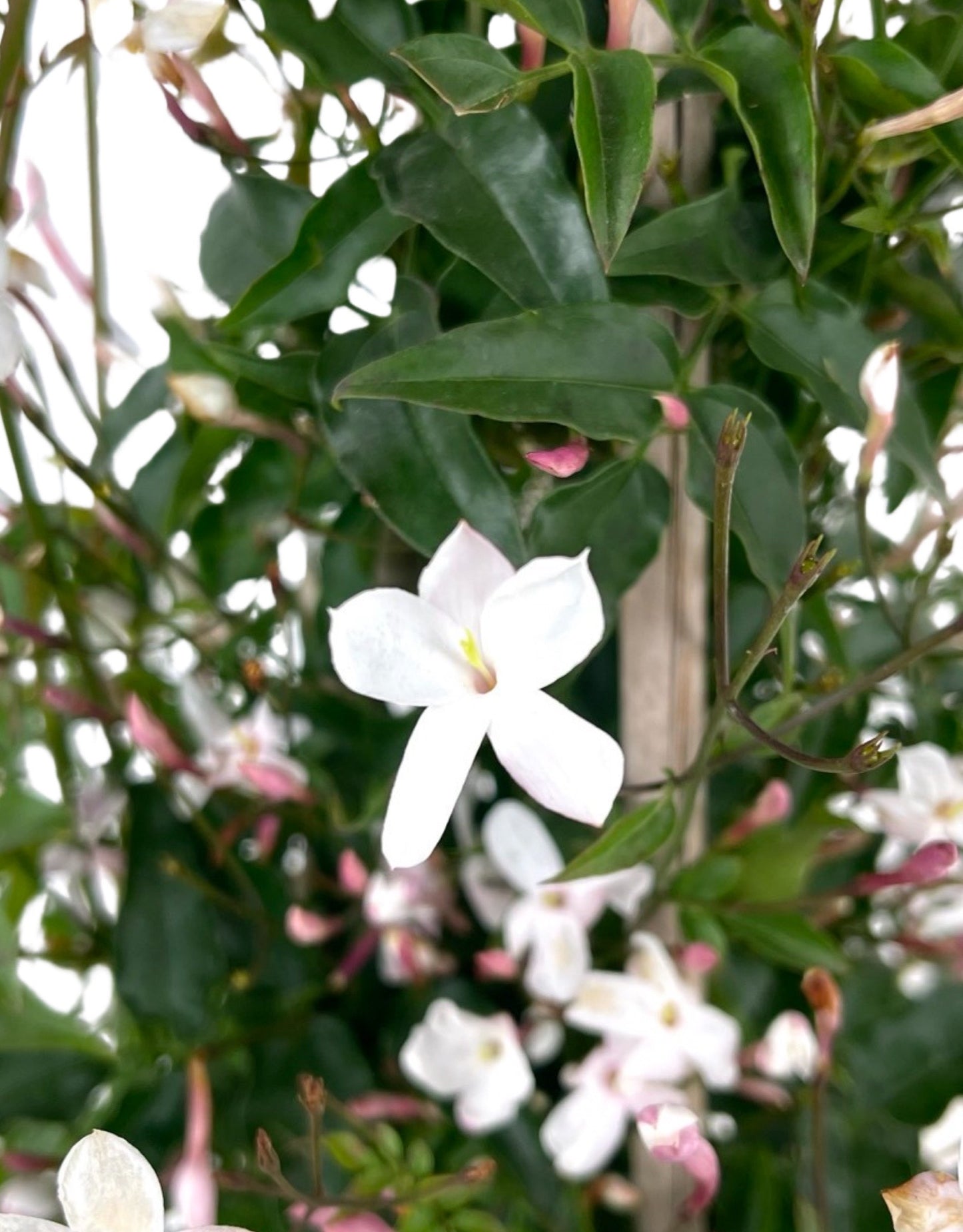 Jasminum polyanthum 2 Gallon