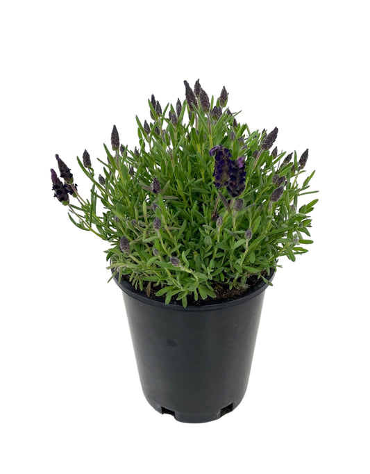 Lavandula stoechas 'Compact Purple'