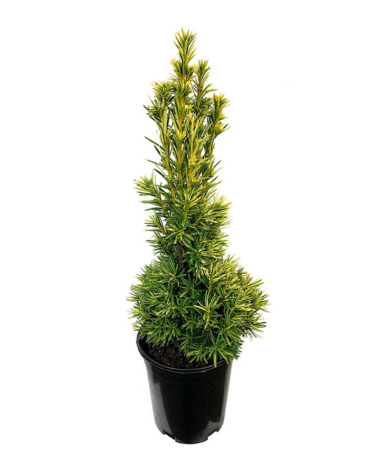 Taxus baccata 'Stricta Aurea' 1 Gallon