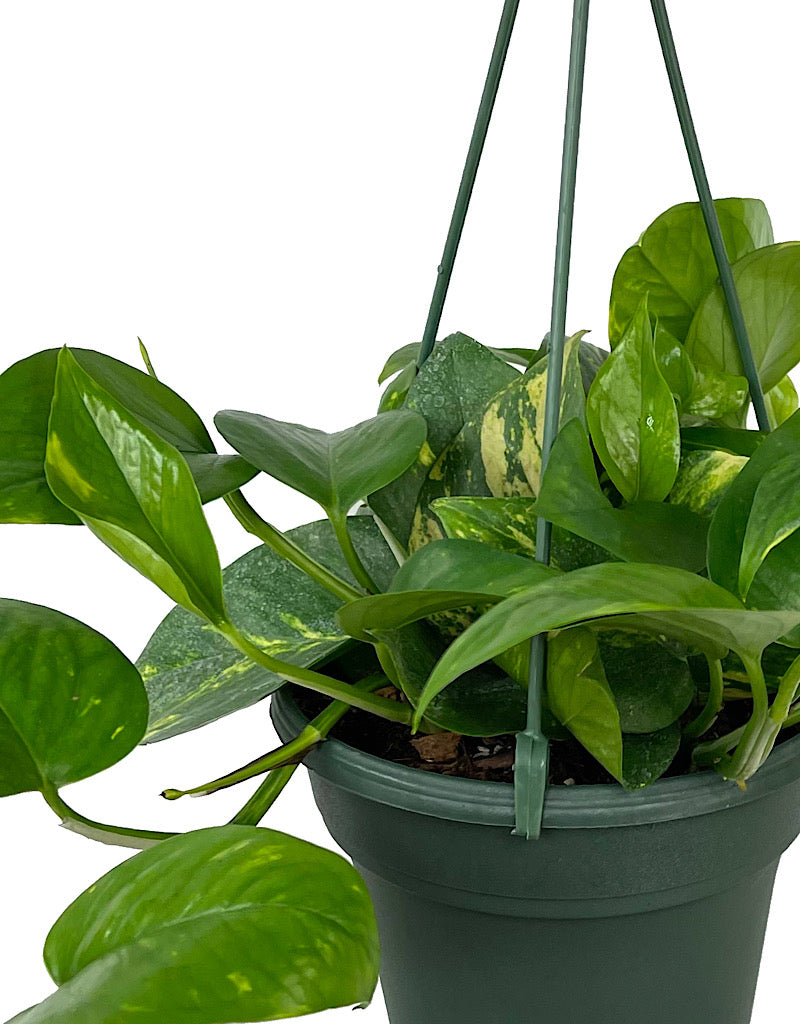 Pothos 'Golden' Hanging Basket 6 Inch