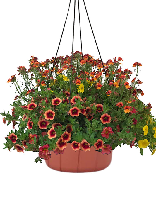 TTSC Hanging Basket 12 Inch