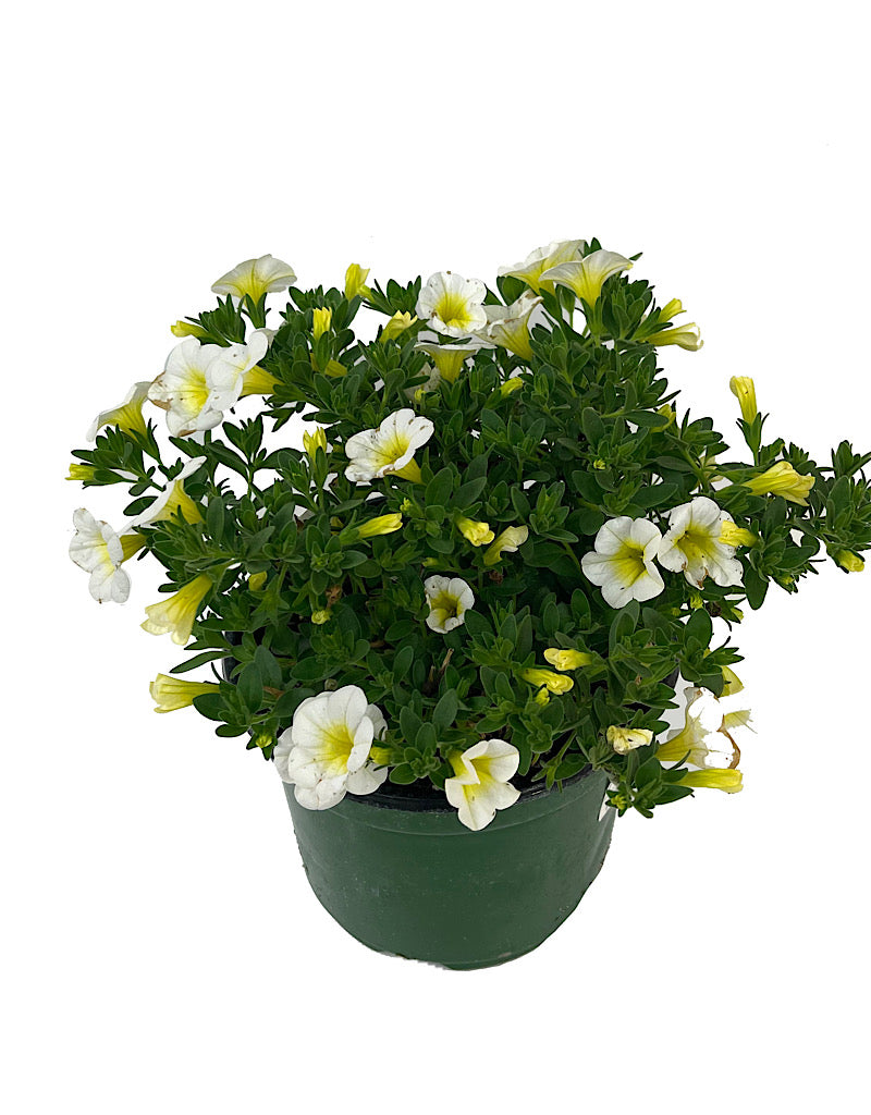 Calibrachoa 'Aloha Kona Sunshine' 6 Inch