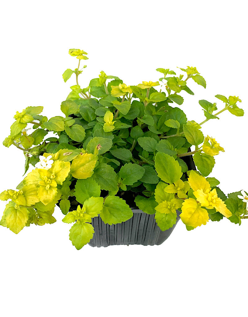 Bacopa  €˜Scopia Golden Leaves White  4 Inch