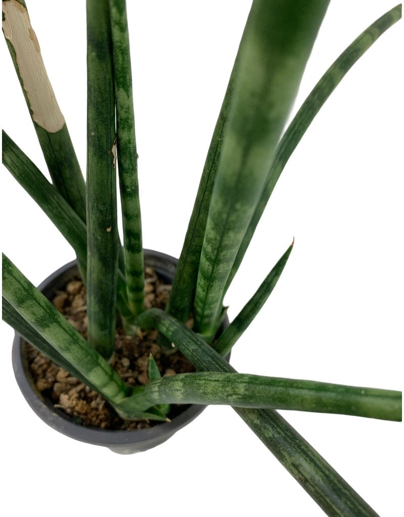 Sansevieria cylindrica Quart