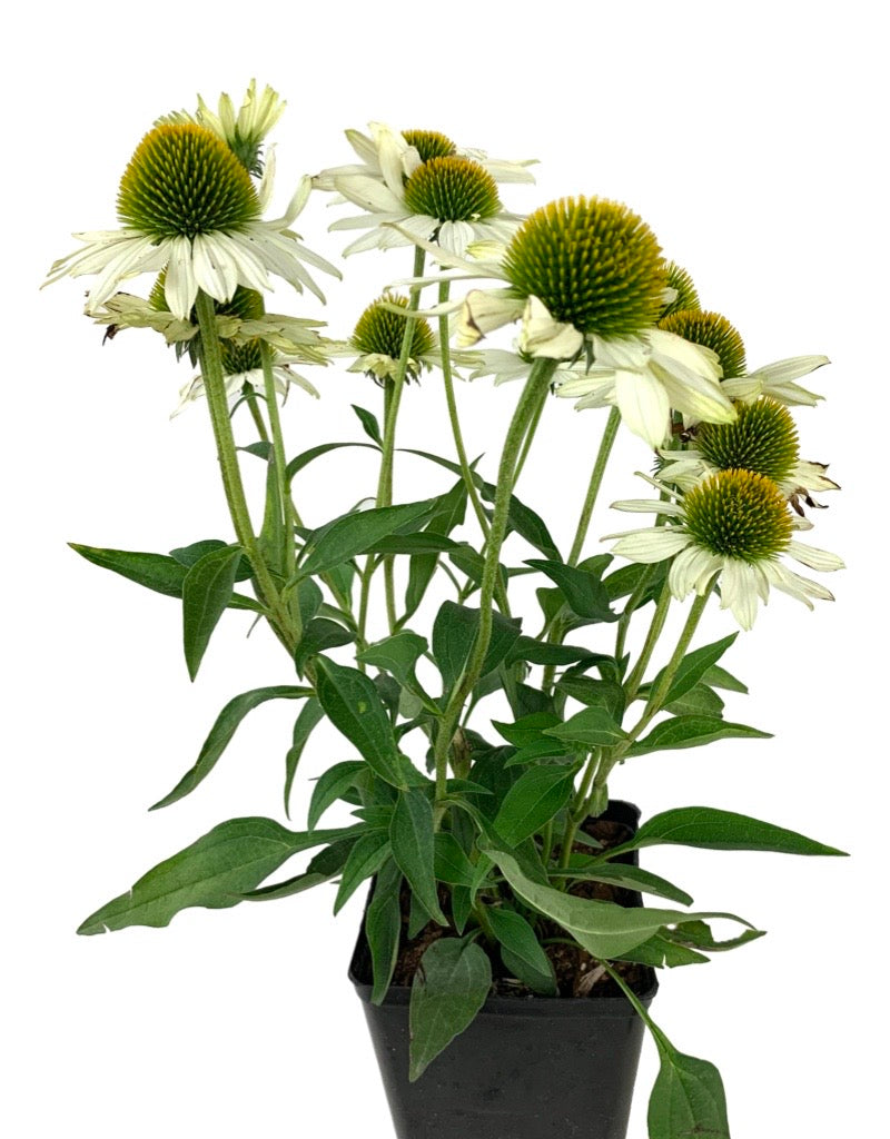 Echinacea 'Kismet White'