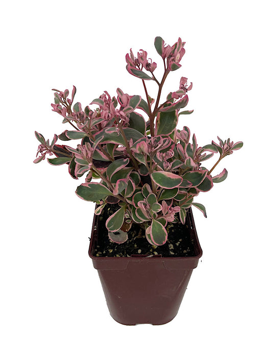 Sedum 'Dream Dazzler' Quart