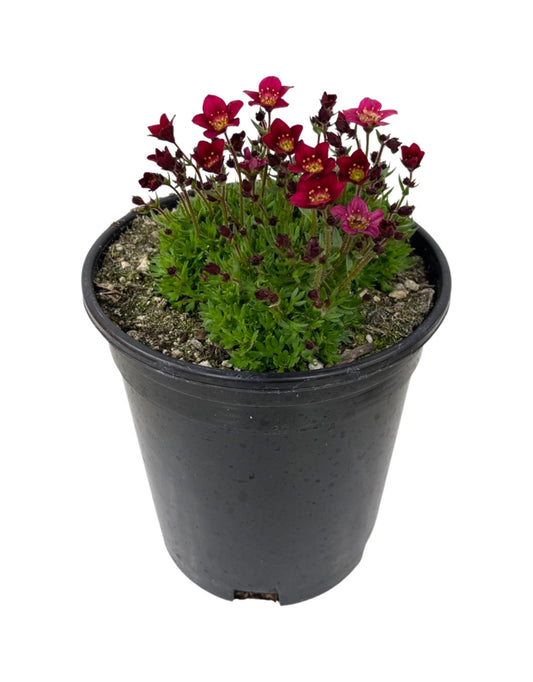 Saxifraga 'Touran Deep Red' 1 Gallon