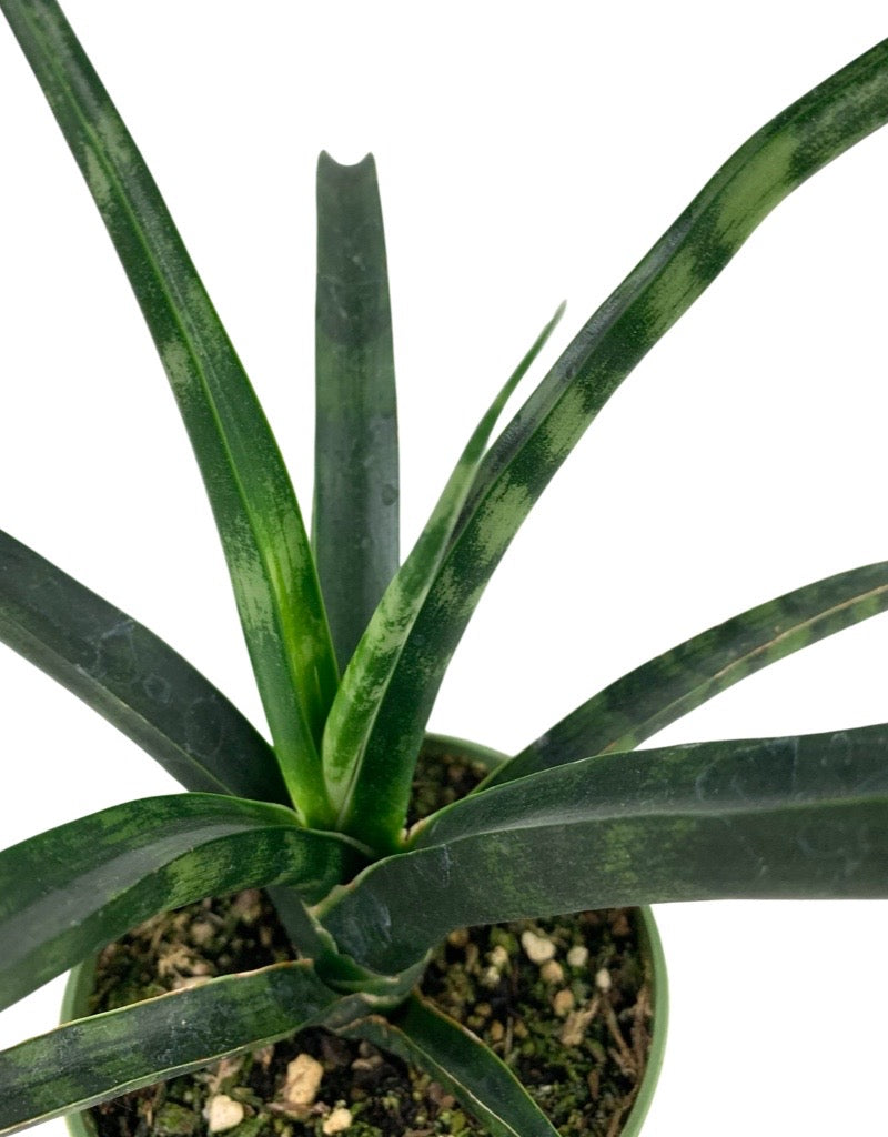 Sansevieria bacularis 'Mikado' 4 Inch