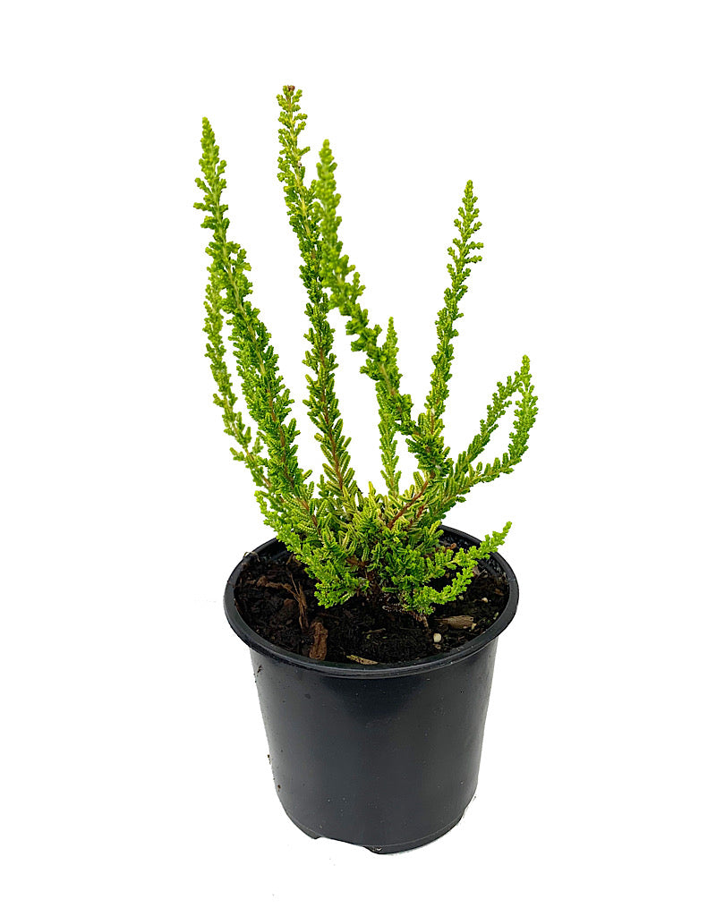 Calluna vulgaris 'Zeta' 4 Inch