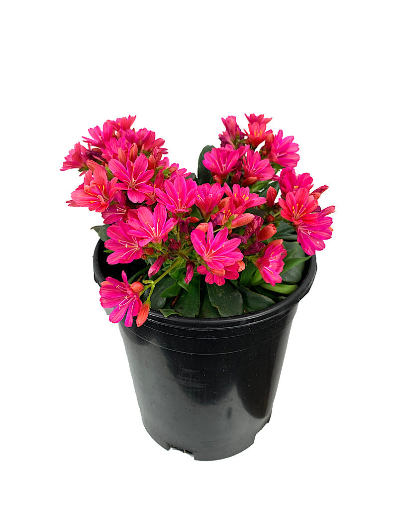 Lewisia 'Constant Fuchsia' 1 Gallon