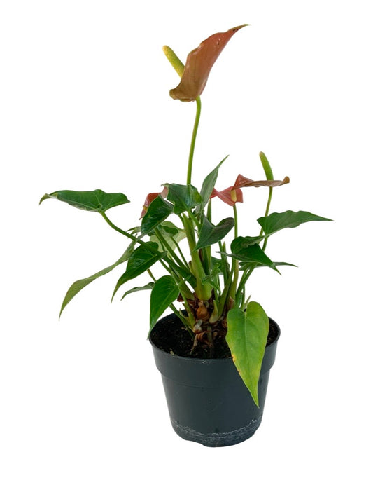 Anthurium andraeanum 6 Inch