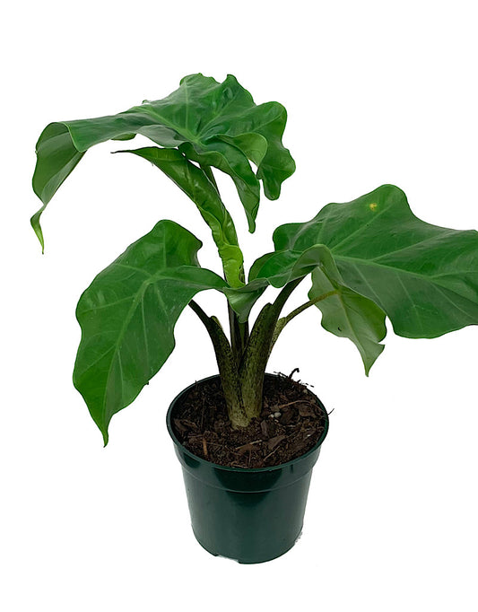 Alocasia 'Lowrider' 4 Inch