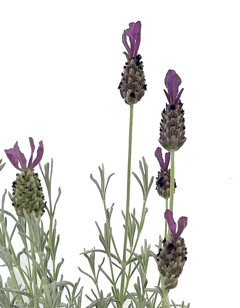 Lavandula s. 'Anouk Silver' 1 Gallon