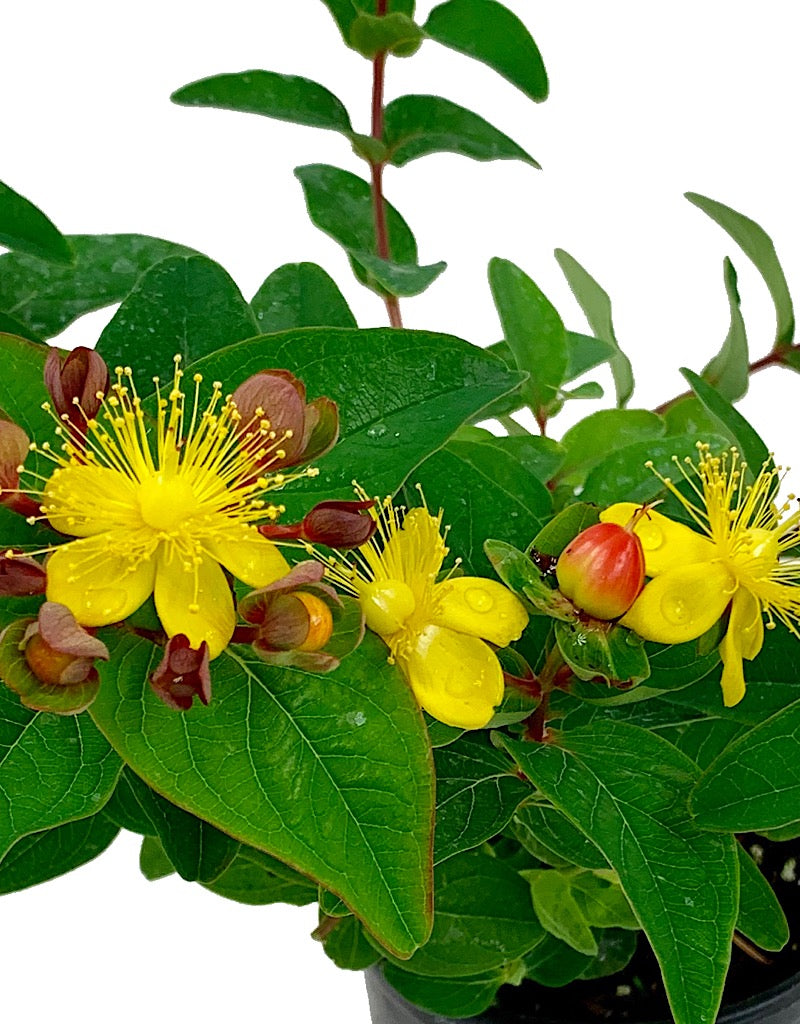 Hypericum inodorum  'Magical Triumph'  Quart