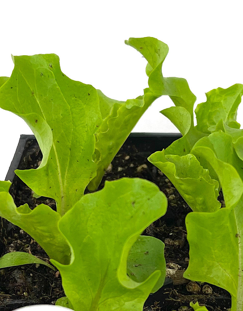 Lettuce 'Green Leaf' Jumbo Traypack