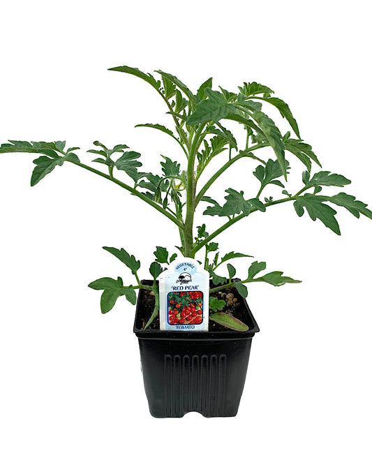 Tomato 'Red Pear'  4 inch