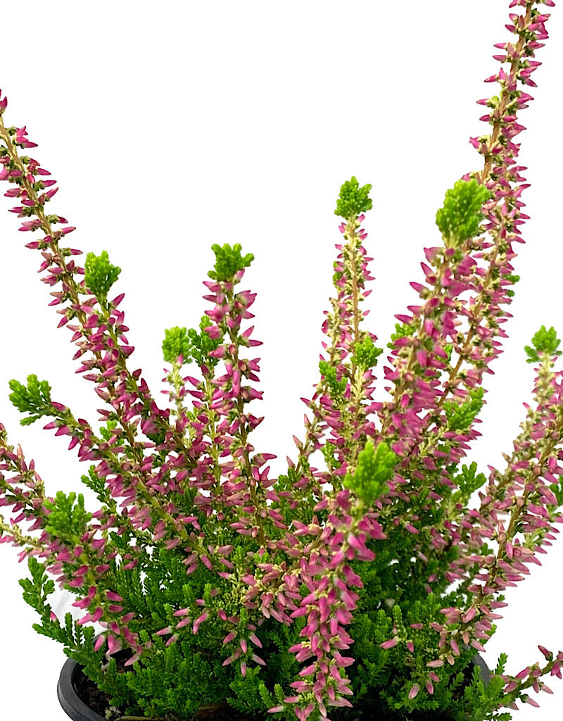 Calluna v. 'Golden Angie' 4 inch