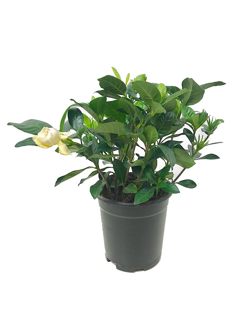 Gardenia j. 'Veitchii'  Quart