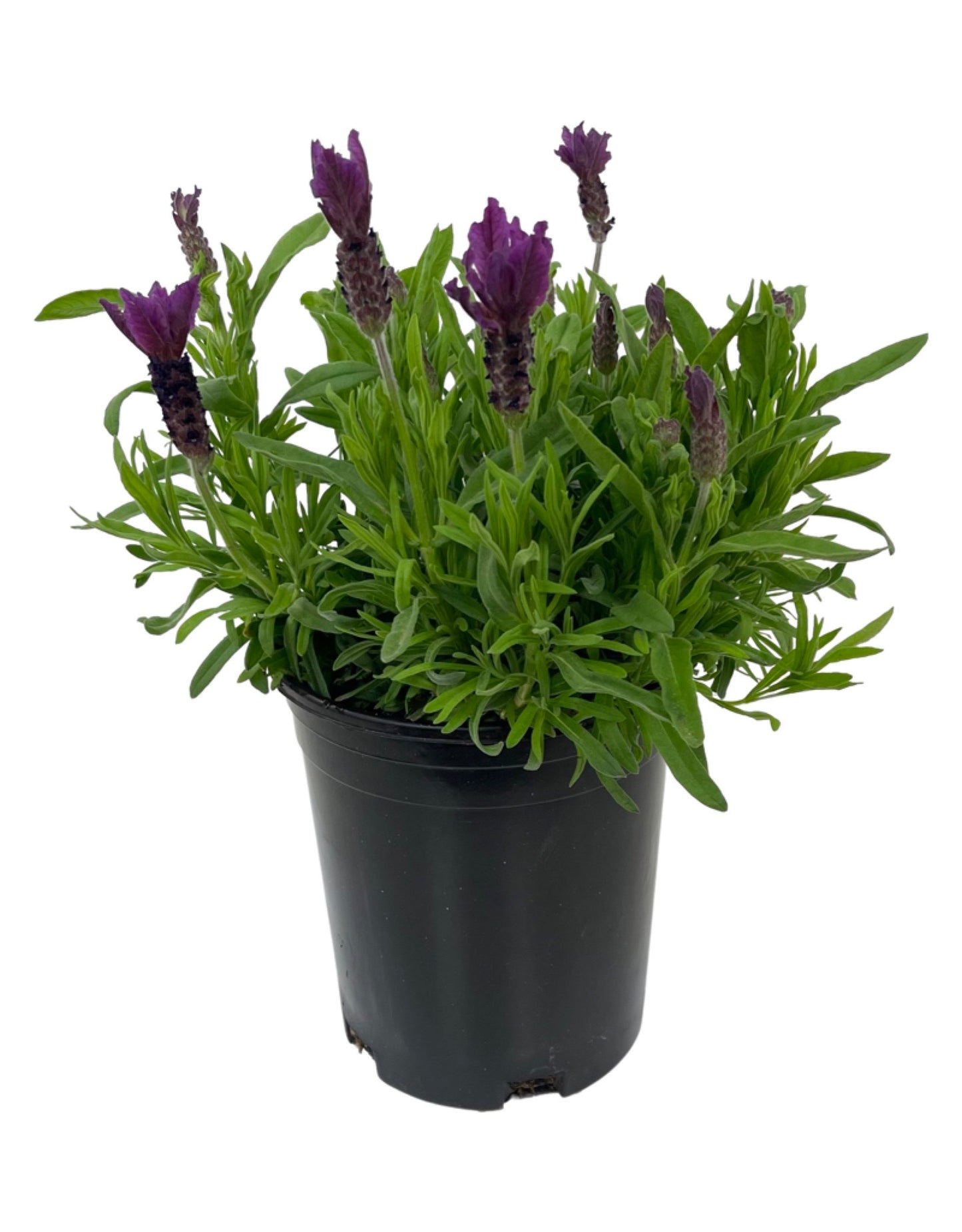 Lavandula stoechas 'Primavera' 1 Gallon