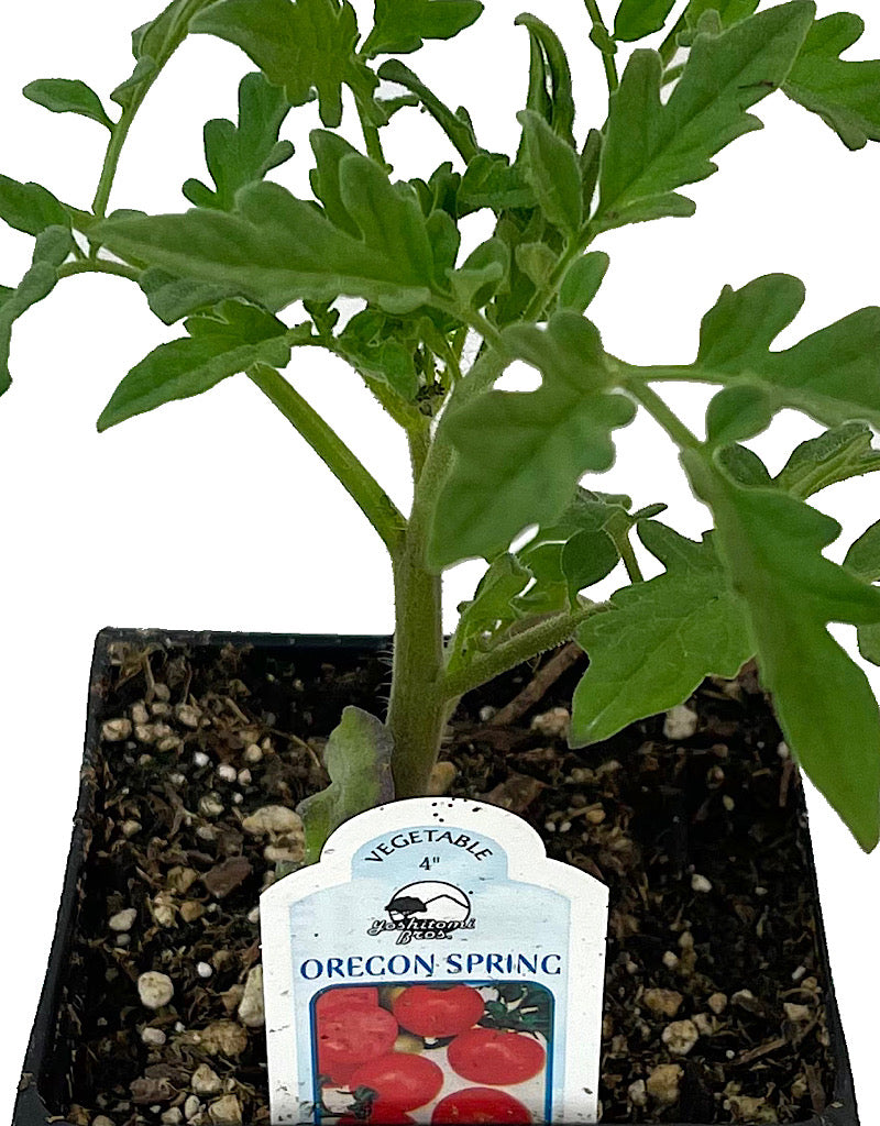 Tomato 'Oregon Spring' 4 Inch