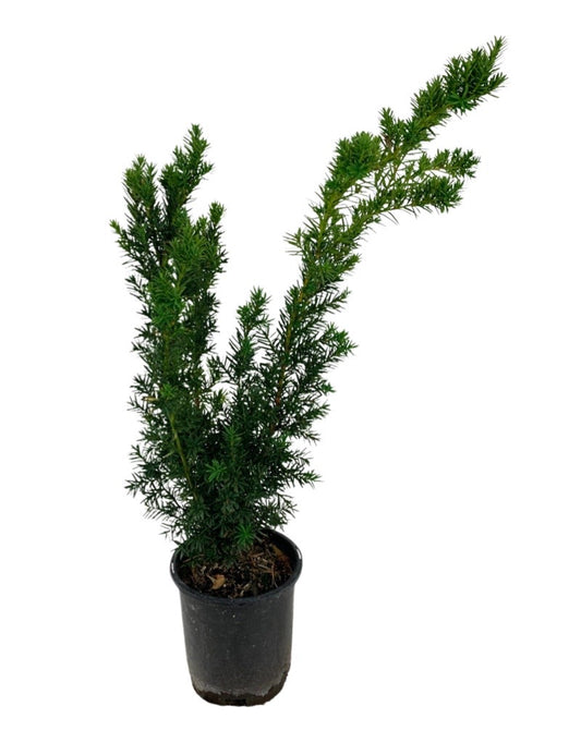 Taxus media 'Hicksii' 1 Gallon