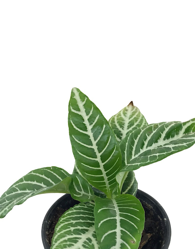 Aphelandra squarrossa 'Dania' Quart