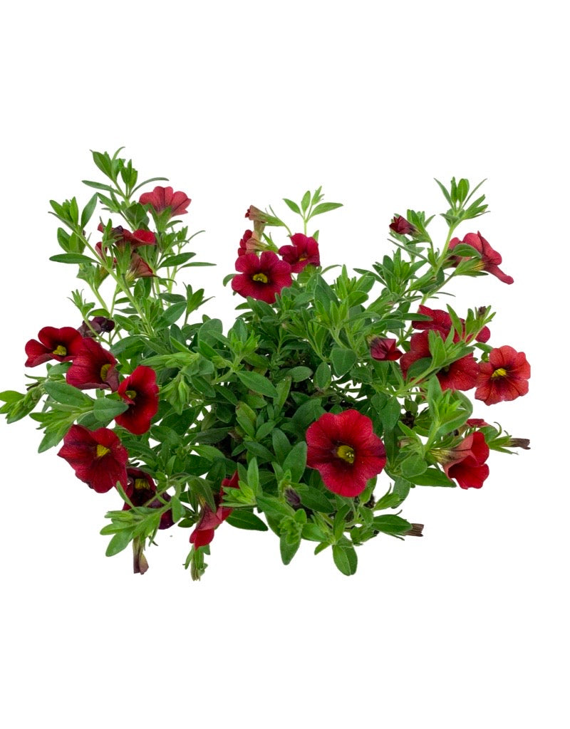 Calibrachoa 'Aloha Red' 4 Inch