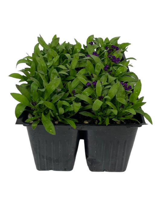 Alyssum 'Easter Bonnet Violet' Jumbo Traypack