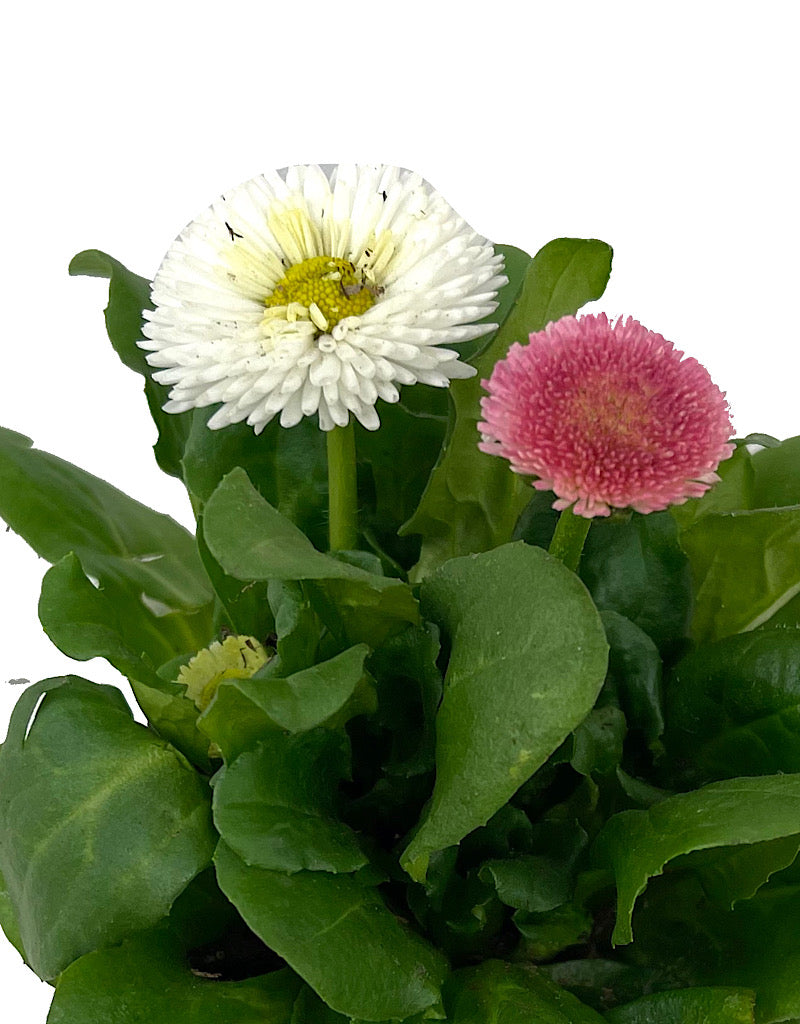 Bellis p. 'Tasso Mix' 4 Inch