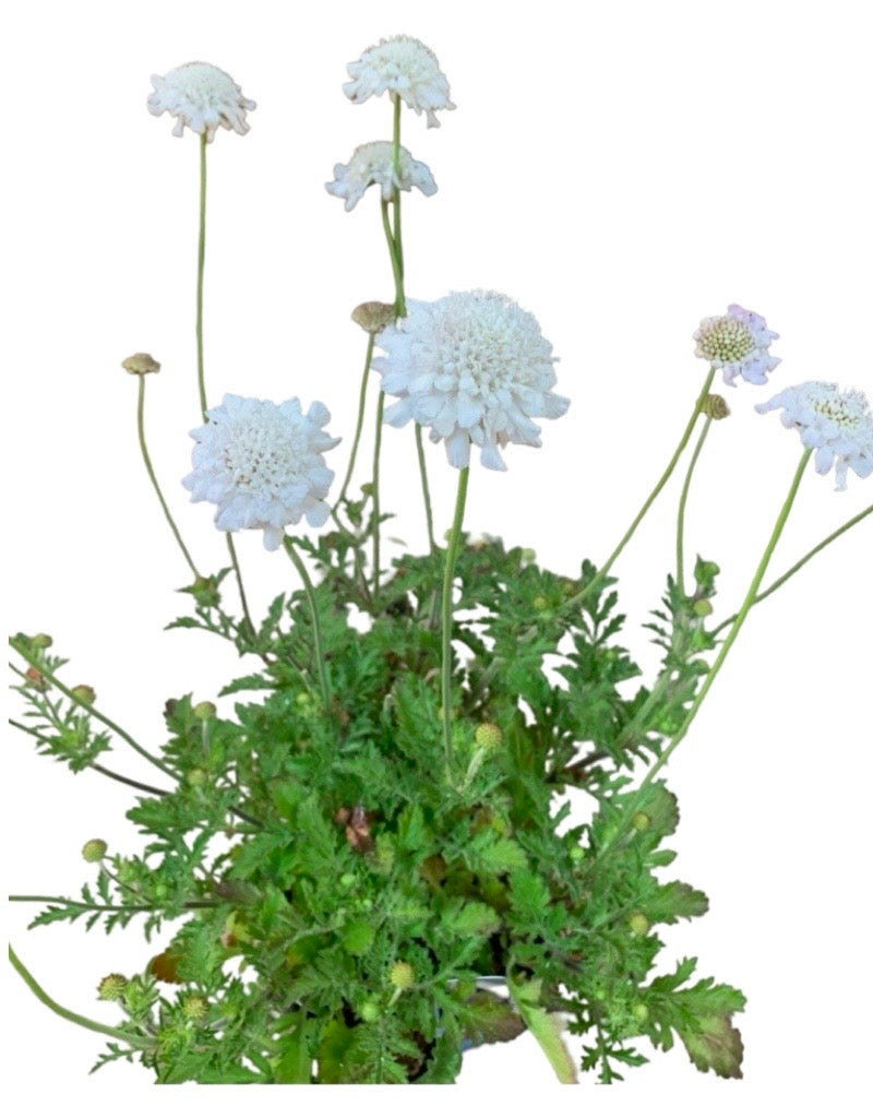 Scabiosa 'Flutter Pure White' 1 Gallon