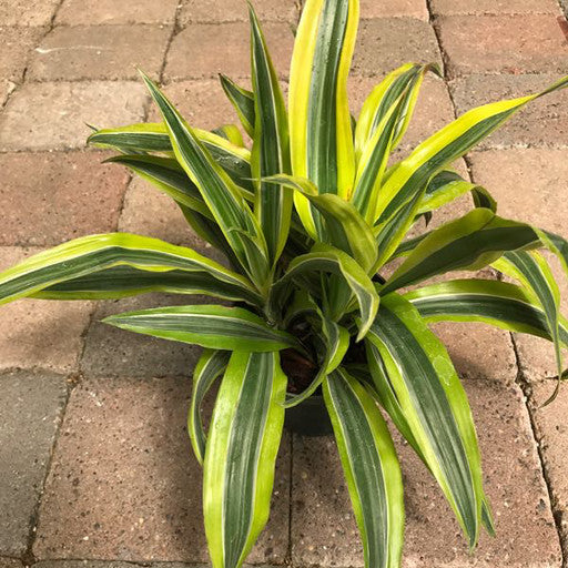 Dracaena deremensis 'Lemon Lime Bush'