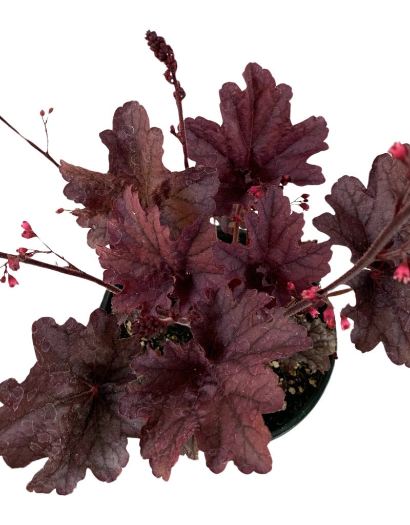 Heuchera 'Grape Timeless' 6 Inch