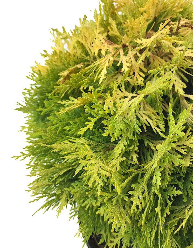 Thuja o. 'Autumn Moon'  3 gal