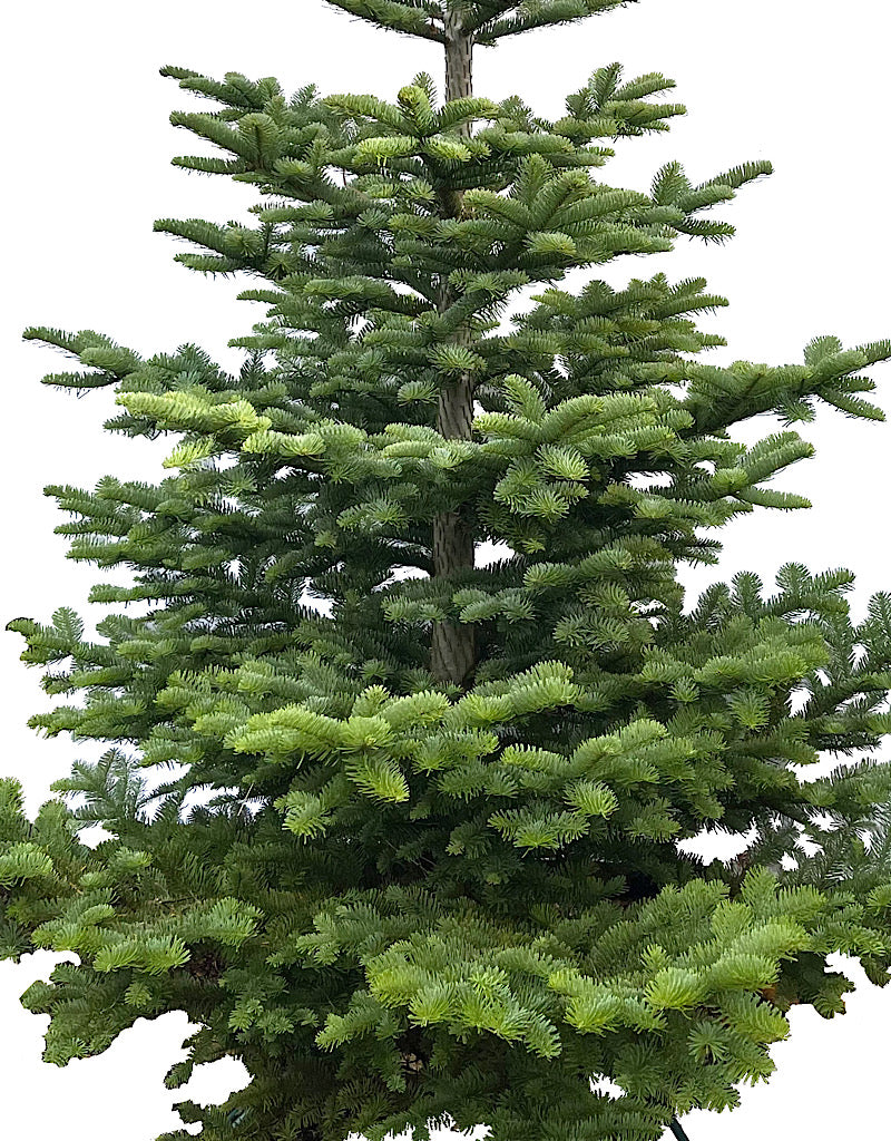 Natural Christmas Tree Pre-Order