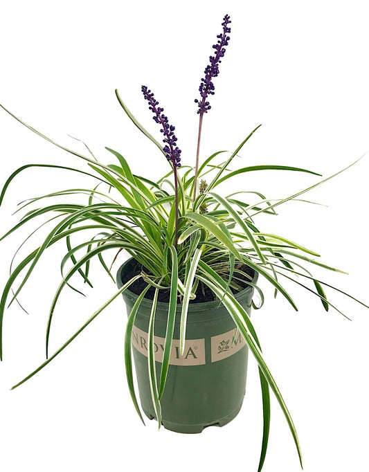 Liriope m. 'Silvery Sunproof' - 1 gal