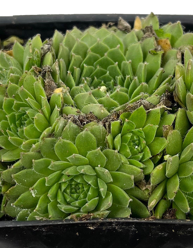 Sempervivum 'Spring Beauty' 4 Inch