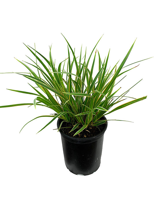 Carex oshimensis 'EverColor Everglow' Quart