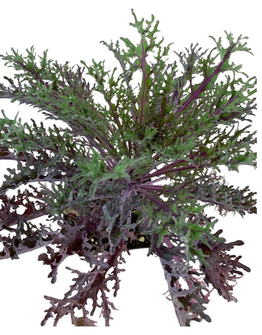 Kale 'Peacock Red'