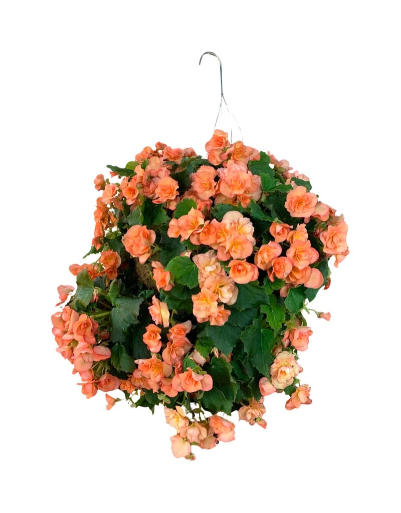 Moss Basket Solenia Begonia