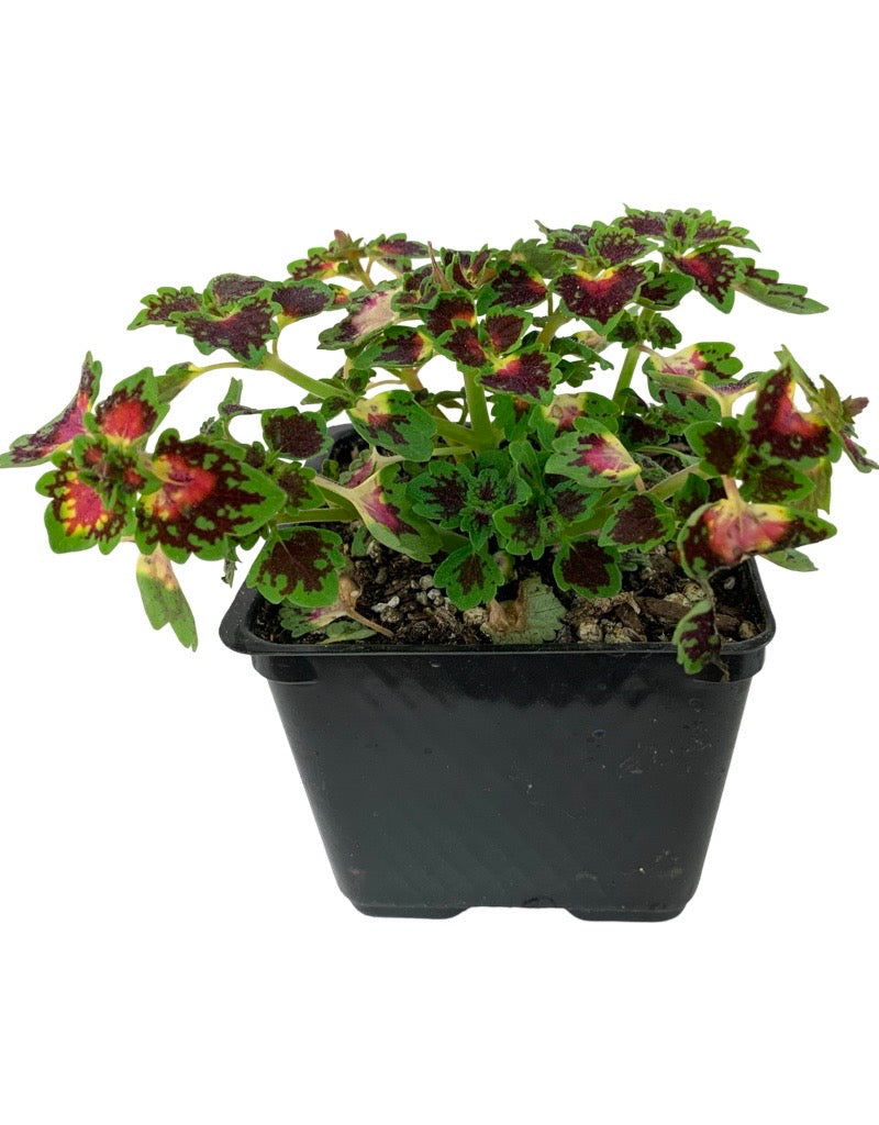 Coleus 'Lava Rose' - 4 inch