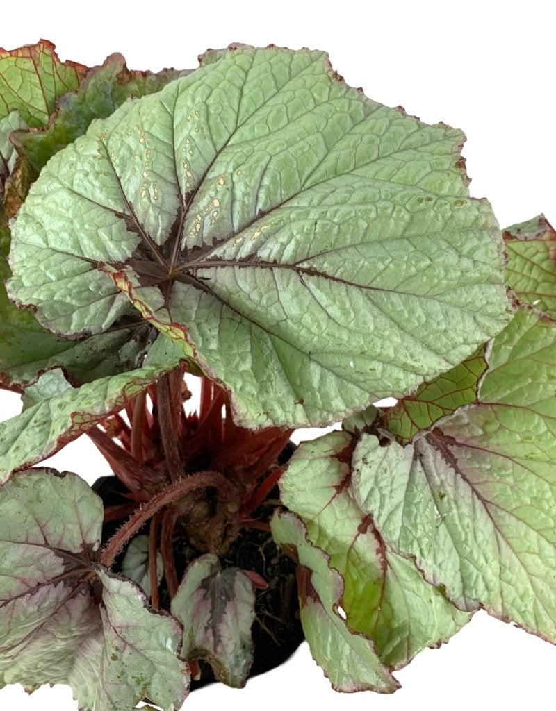 Begonia 'T-Rex First Blush' 1 Gallon