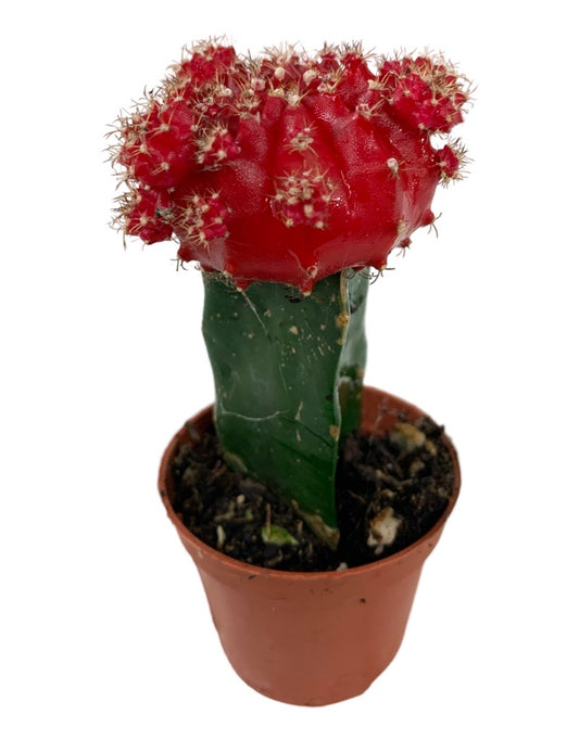 Gymnocalycium mihanovichii