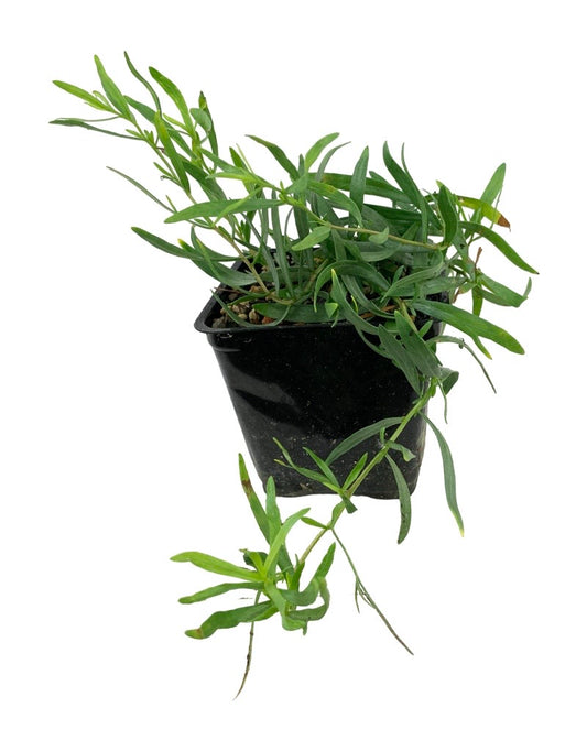 Tarragon 'French' 4 Inch