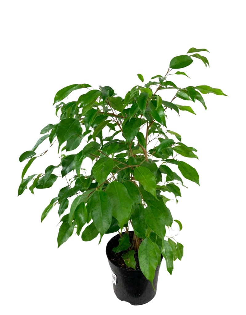 Ficus benjamina 'Evergreen' 6 Inch